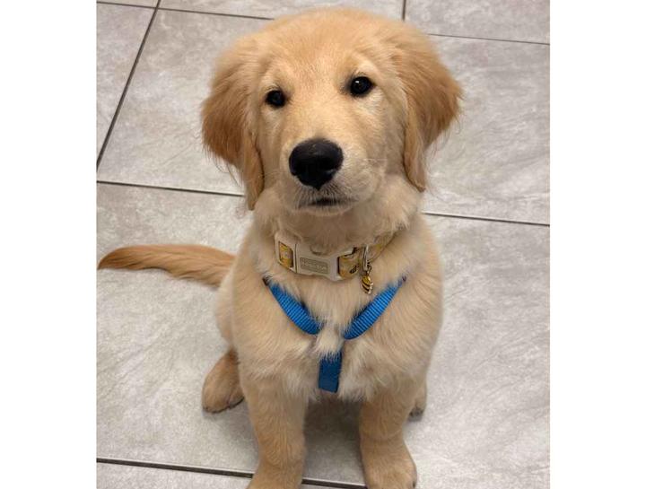 Puppy & Kitten Care 