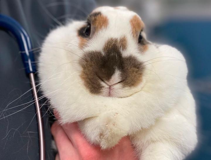 $City Small Animal Hospital