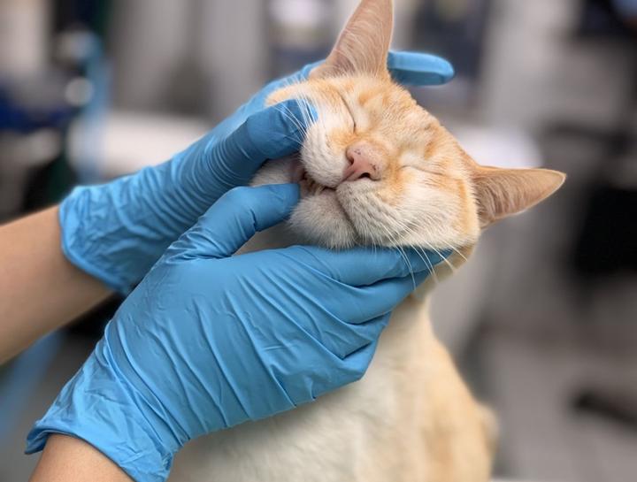 $City Pet Dentists