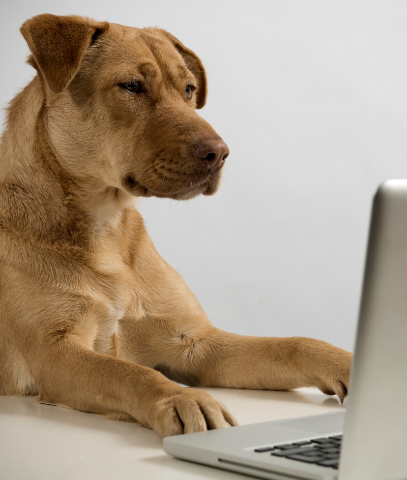 New Client Offer - Free First Wellness Exam