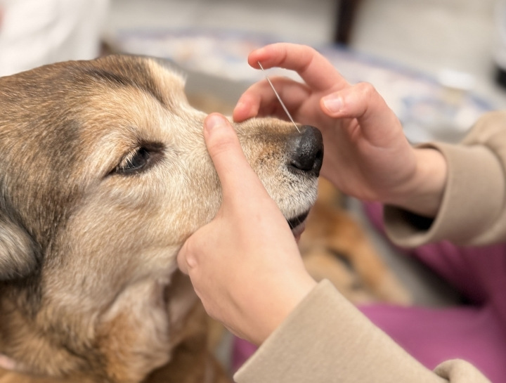 Holistic & Alternative Veterinarian in $city